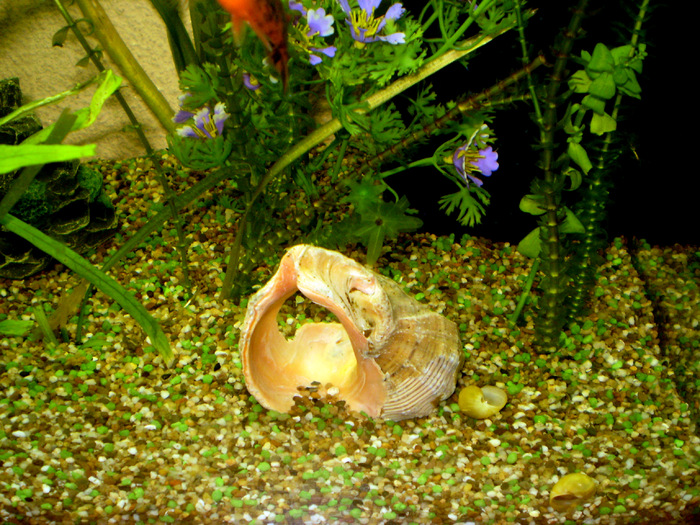 My Aquarium - the clam - My Aquarium