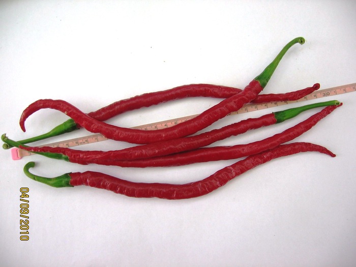 long cayenne