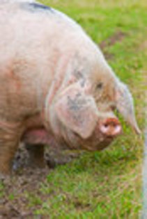 giant pig vietnam - DESPERE porcul vietnamez