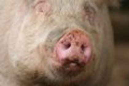 snot of a pig vietnam - DESPERE porcul vietnamez