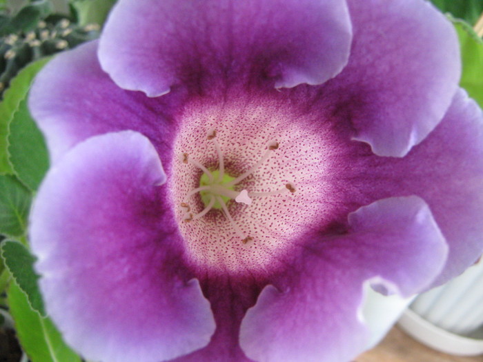 Picture 049 - gloxinie mov deschis  2010- passiflora
