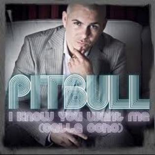 hrhrsghryrgsrfhg - pitbull