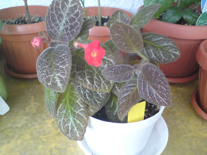 Chocolate Soldier - Episcia