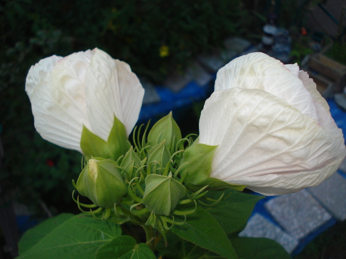 08092010 - Hibiscus moscheutos