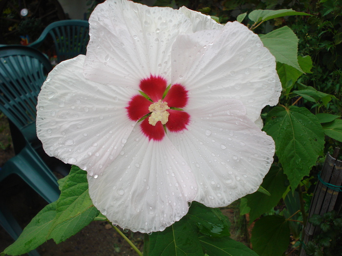 DSC08888 - Hibiscus moscheutos