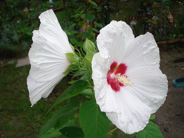 DSC08890 - Hibiscus moscheutos