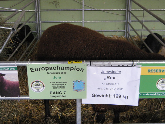 jura campion european - oi suffolk stahrl si texel-Firma kolcsar-Oroszlany