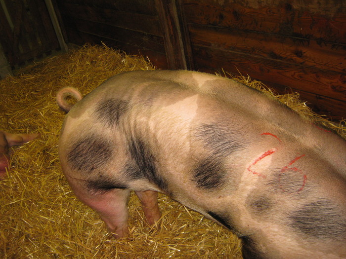expo wels-2010 -pietreni - porci de rasa-pietreni-vaci-tauri