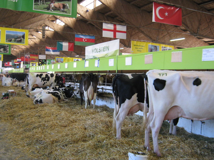 expo wels-vaci - porci de rasa-pietreni-vaci-tauri