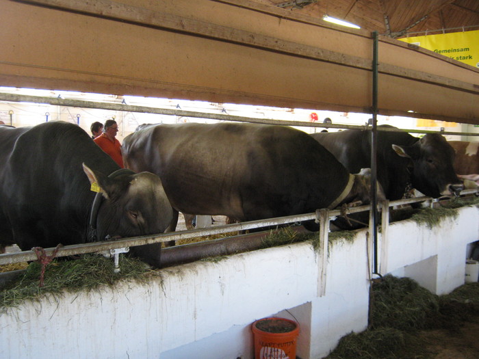 expo wels- tauri - porci de rasa-pietreni-vaci-tauri