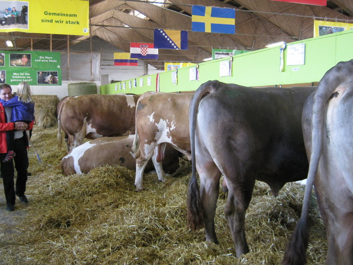 expo wels-tauri - porci de rasa-pietreni-vaci-tauri