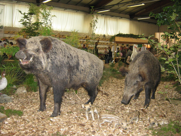 Riedmesse 070 Riedmesse 070