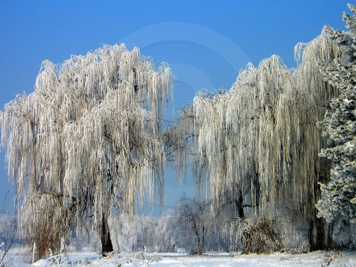 Salcii - Poze fermecatoare din natura