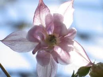 Floare rozalie - Poze fermecatoare din natura