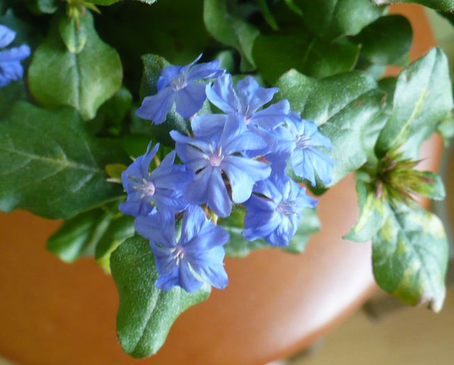 P1290911 - Ceratostigma plumbaginoides