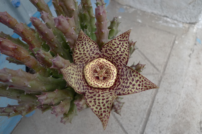 variegata v. palida - Stapelia variegata