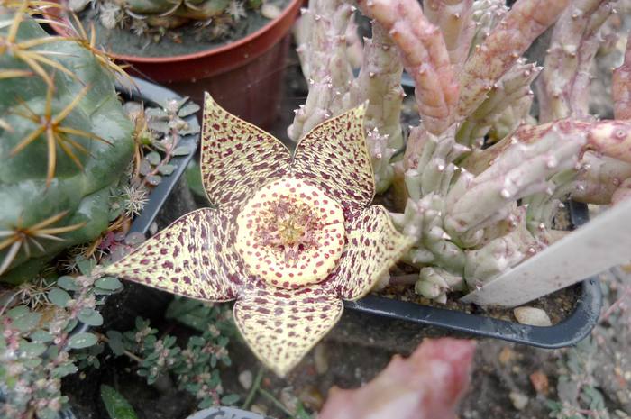 variegata v. palida - Stapelia variegata