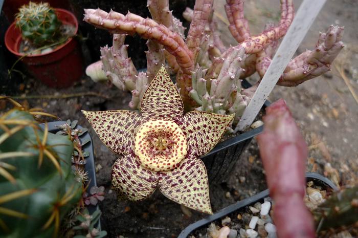 variegata v. palida - Stapelia variegata