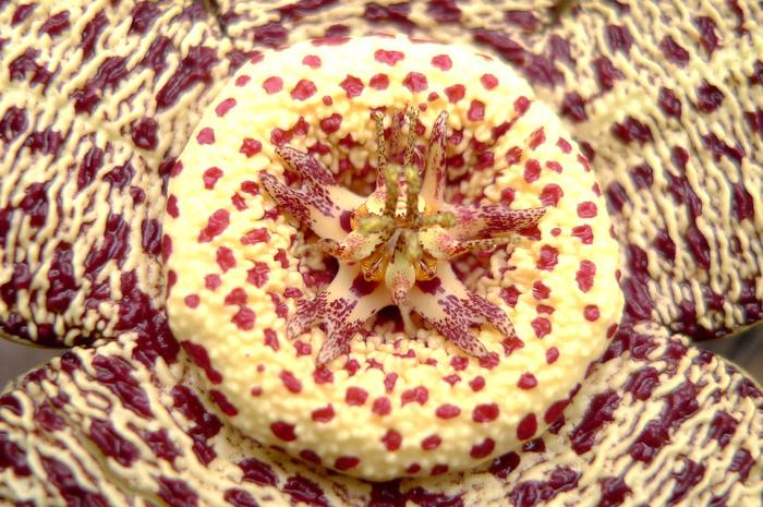 variegata v. palida - Stapelia variegata