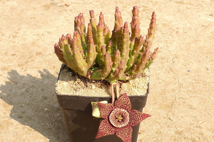 variegata - Stapelia variegata