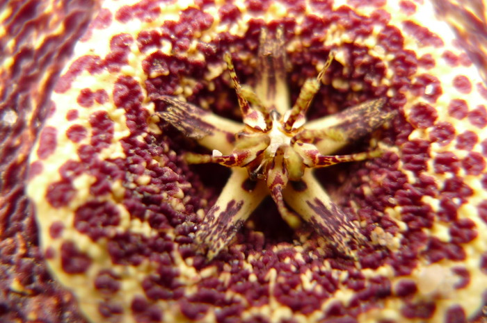 variegata - Stapelia variegata
