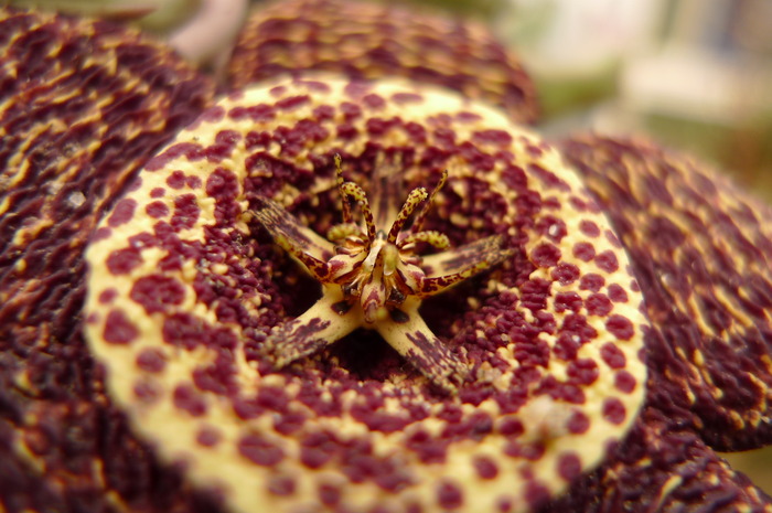 variegata - Stapelia variegata