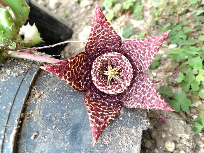 variegata - Stapelia variegata