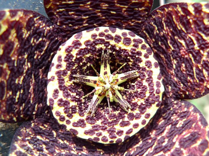 variegata - Stapelia variegata