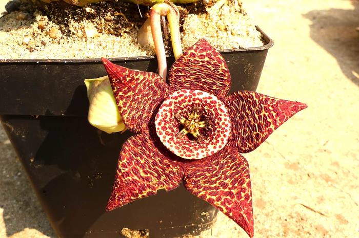 variegata - Stapelia variegata