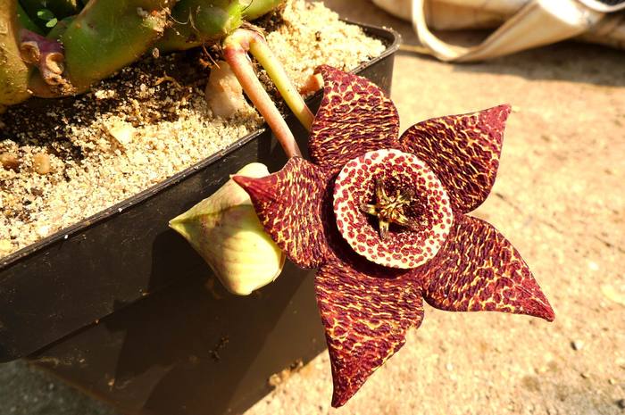 variegata - Stapelia variegata