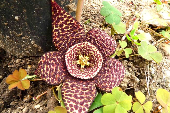 variegata - Stapelia variegata