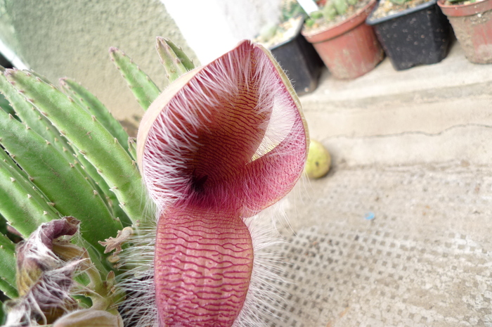  - Stapelia flavirostris