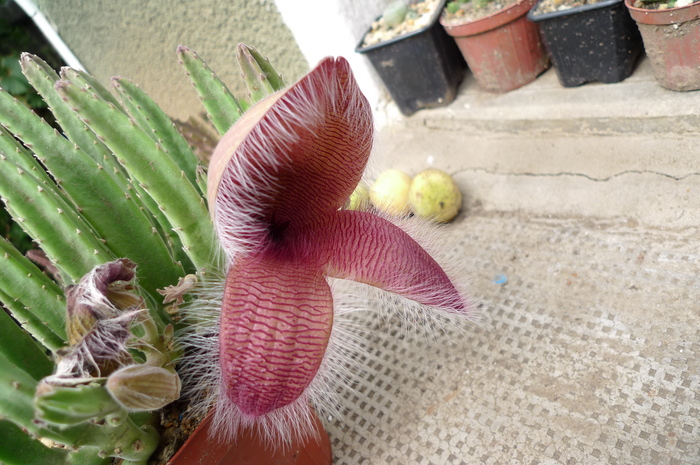  - Stapelia flavirostris