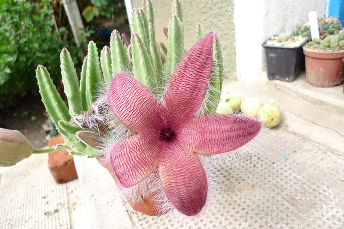  - Stapelia flavirostris