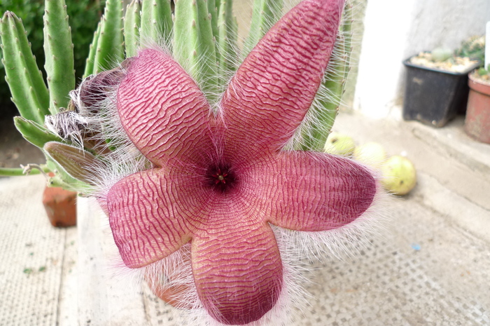  - Stapelia flavirostris