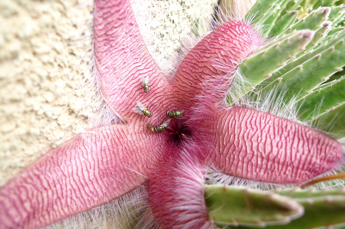  - Stapelia flavirostris