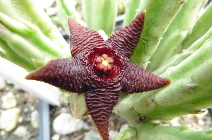  - Stapelia kwebensis