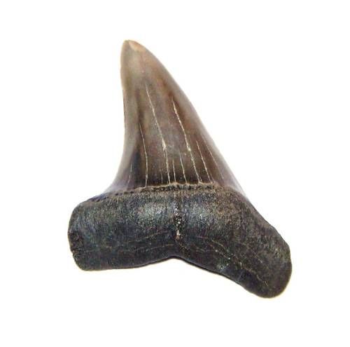 CR25_4,5 cm - Colti_gheare