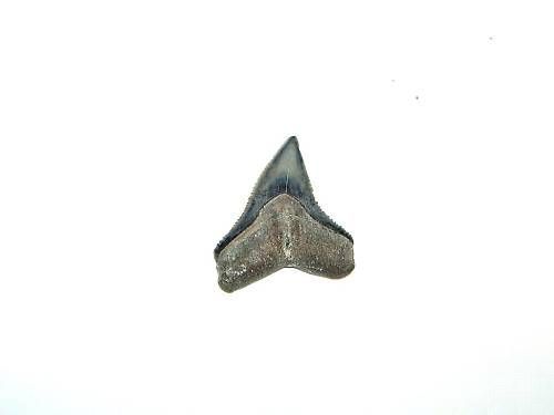 CR15_2,5 cm - Colti_gheare