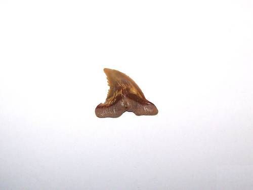 CR19_2,5 cm - Colti_gheare