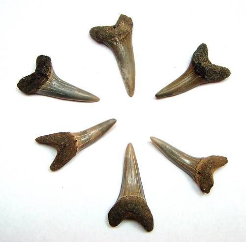 CR25_3- 3,5 cm - Colti_gheare