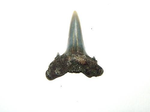 CR15_3 cm - Colti_gheare