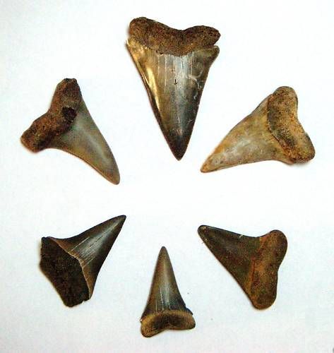 CR35_3,5 - 5 cm - Colti_gheare