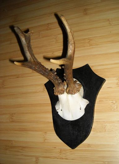 C24 - Capriori ieftini