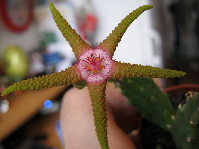 Stapelia flavopurpurea (23)