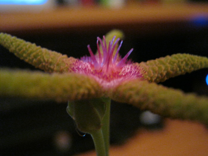 Stapelia flavopurpurea (4)