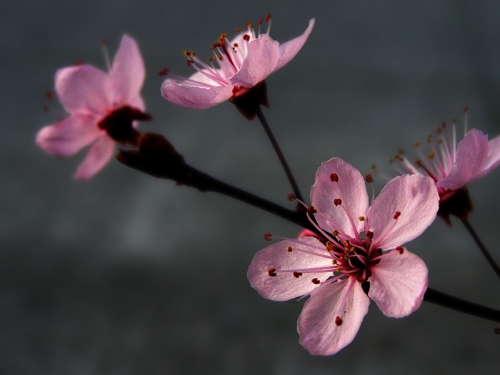 plum-blossoming-wallpapers_9522_1024x768 - O_o Amazing Flowers O_o