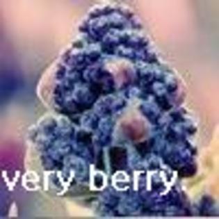 very_berry - 0-FrUiTs