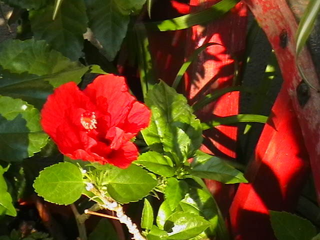 IMGA0554 - oxigenul din case 2010