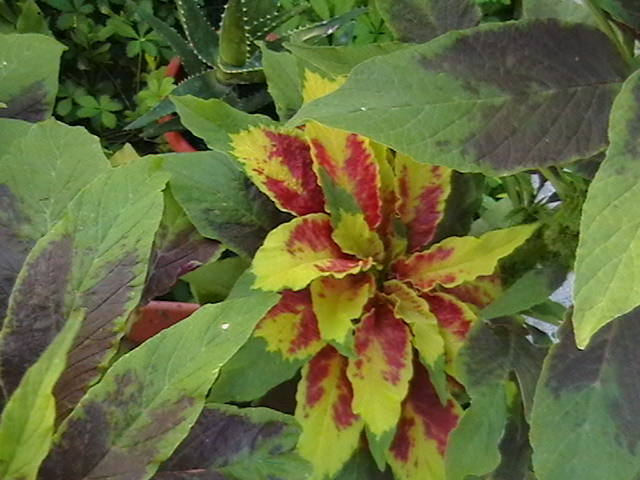 IMGA0556 - oxigenul din case 2010